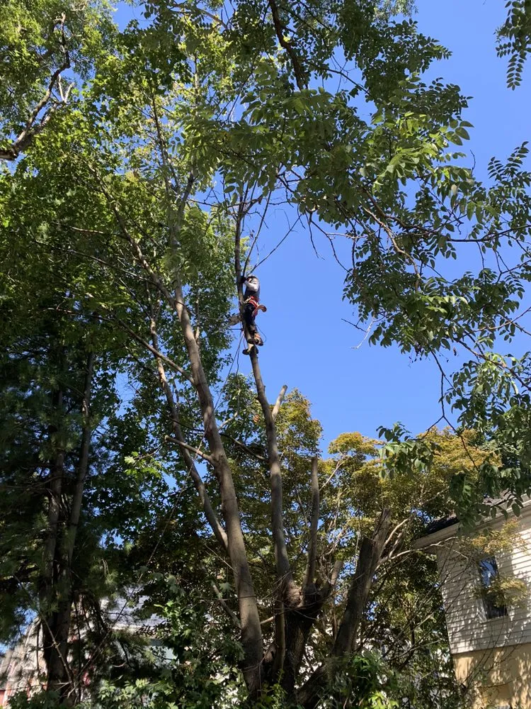 Affordable residential landscaping for homes across Havertown, PA - Jones Tree Services