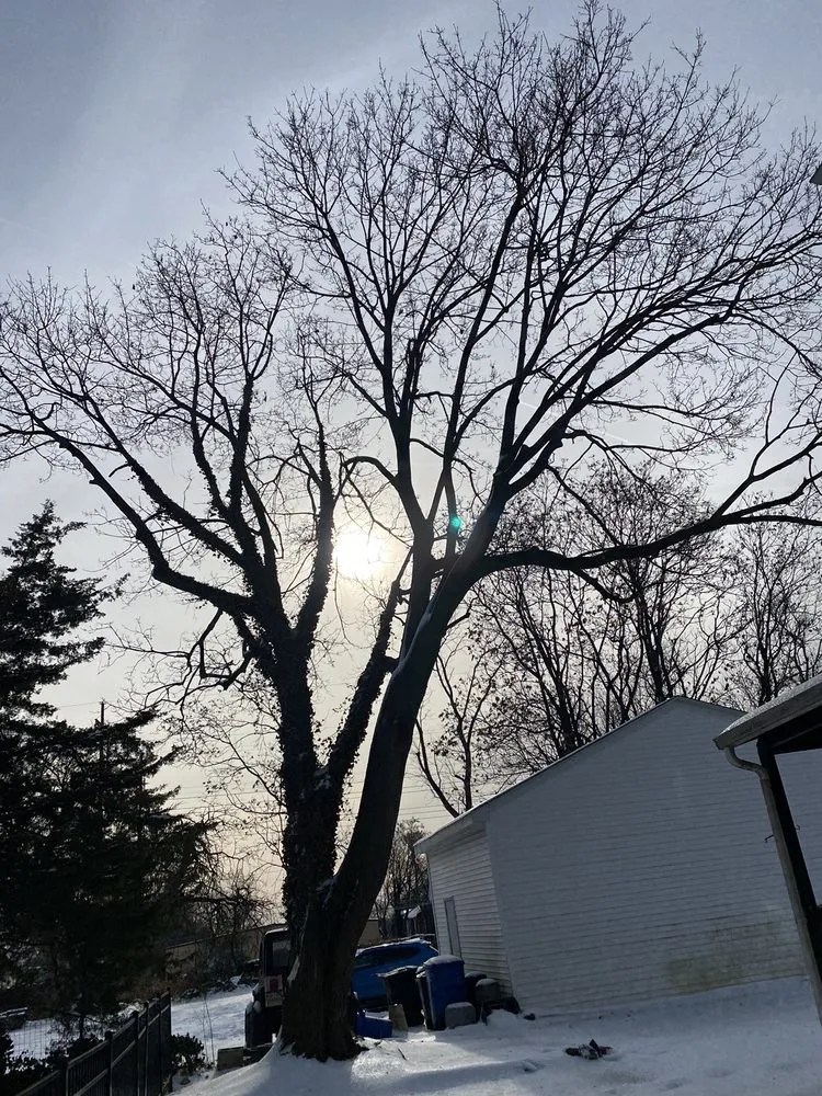 Expert yard maintenance for residential properties in Havertown, PA by Jones Tree Services