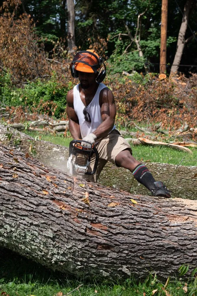 Trusted yard cleanup service for residential properties across Havertown, PA - Jones Tree Services