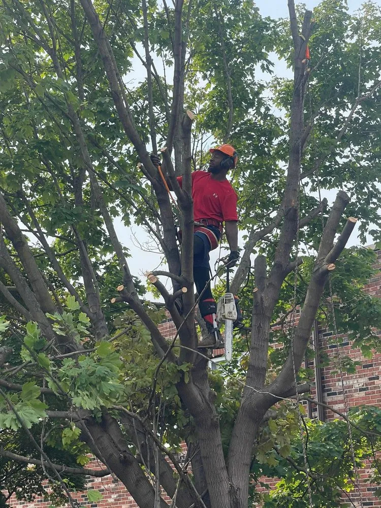 Affordable landscape installation for homes in Havertown, PA by Jones Tree Services