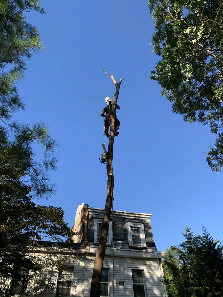 Professional yard maintenance in Havertown, PA - Jones Tree Services