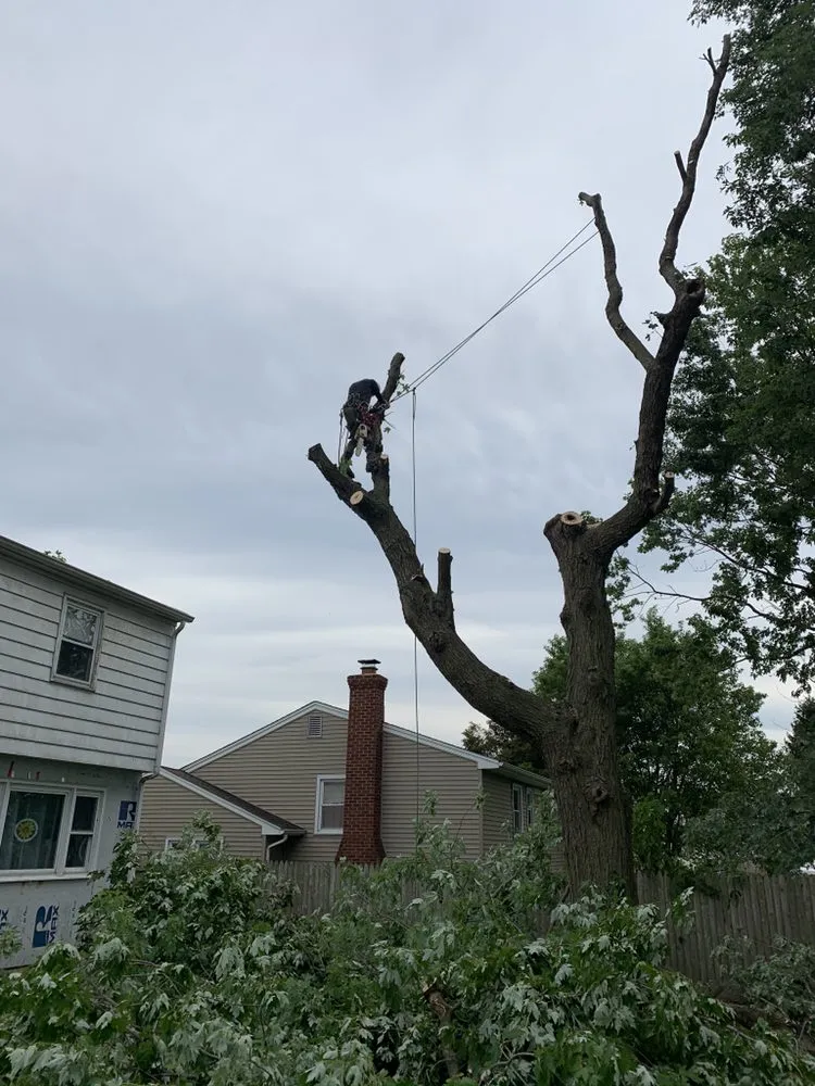 Reliable landscape installation near you in Havertown, PA by Jones Tree Services