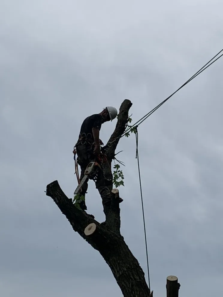 Top-rated landscape installation in Havertown, PA - Jones Tree Services