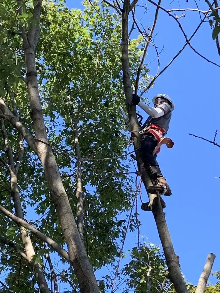 Professional landscape design in Havertown, PA by Jones Tree Services