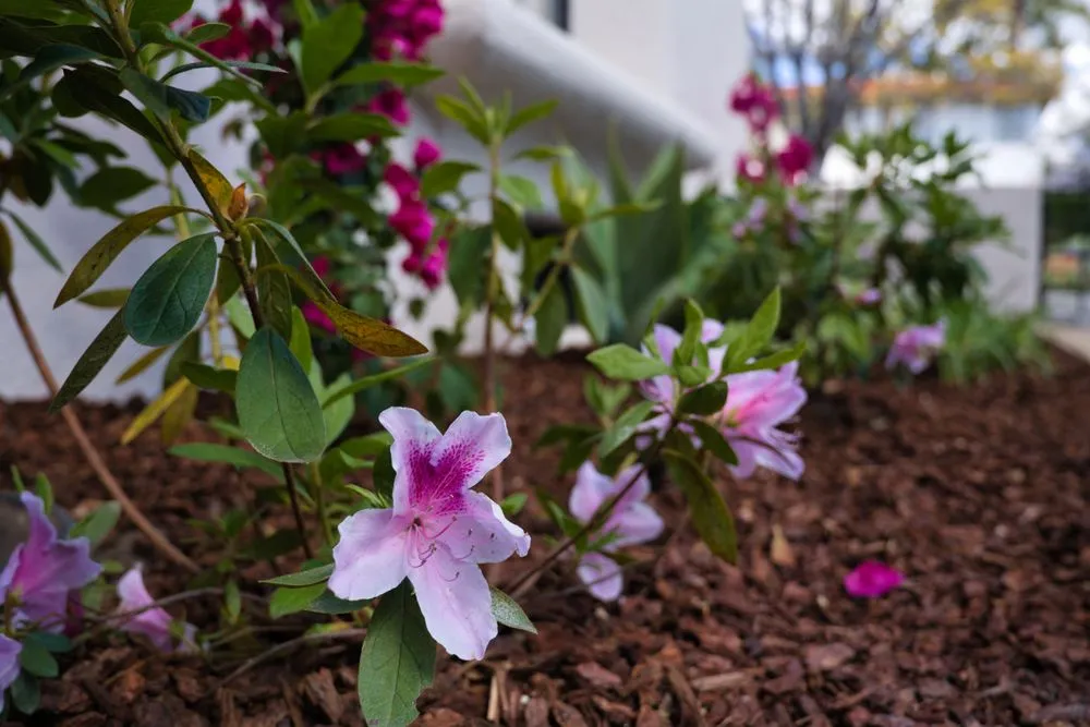 Affordable lawn care service near you across Upland, CA - Jonescape