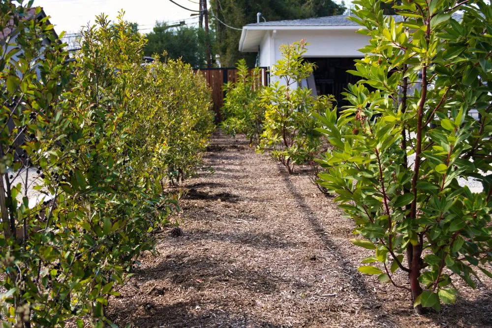 Professional landscaping services in Upland, CA by Jonescape