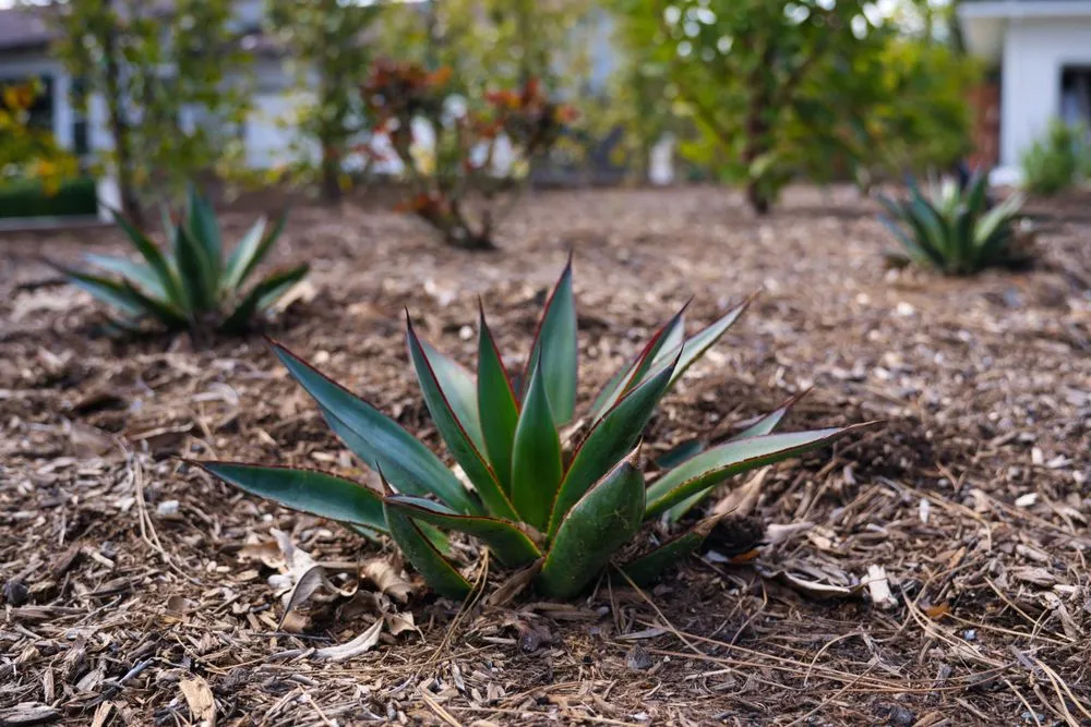 Affordable lawn care service in Upland, CA by Jonescape