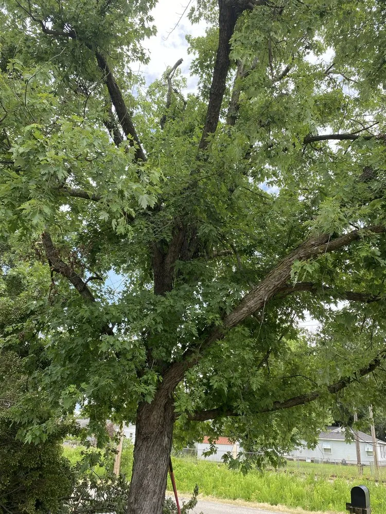 Trusted lawn mowing service in Miami, OK by Joniahs Tree Service