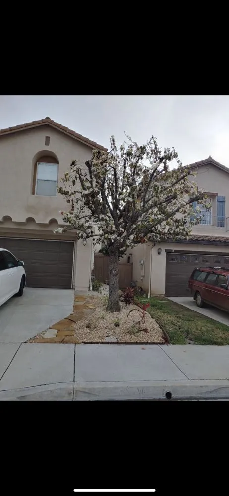 Reliable yard cleanup service experts serving Vista, CA - Jonny G Landscape