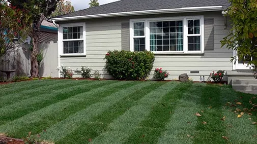 Reliable lawn mowing service for year-round maintenance in Austin, TX by Jonny Lawn Care