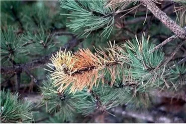 Affordable lawn mowing service for homes in Prescott, AZ by Jonny's Spray Solutions