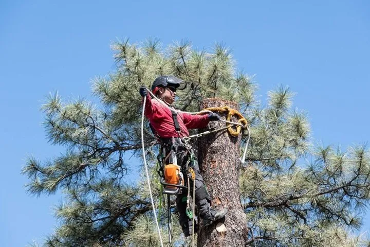 Professional yard maintenance in Prescott, AZ - Jonny's Tree and Landscaping Co
