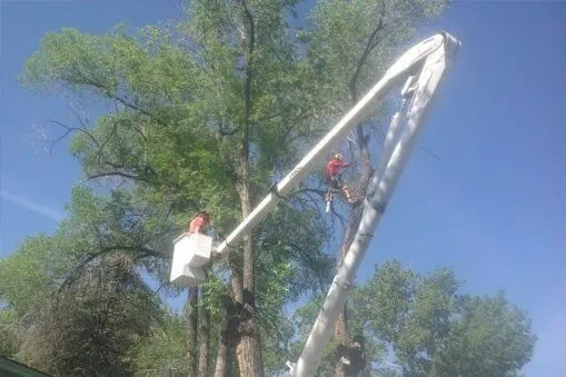 Trusted yard maintenance in Prescott, AZ - Jonny's Tree and Landscaping Co
