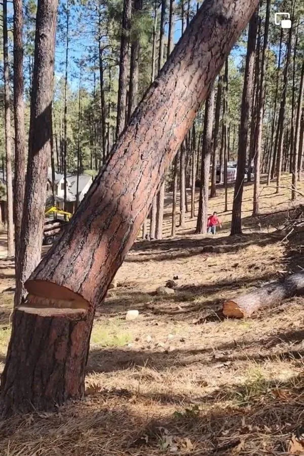 Custom lawn care service in Prescott, AZ - Jonny's Tree and Landscaping Co