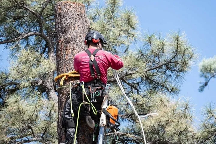 Expert landscaping services for beautiful yards in Prescott, AZ by Jonny's Tree and Landscaping Co