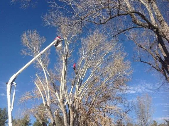 Reliable outdoor landscaping in Prescott, AZ - Jonny's Tree and Landscaping Co