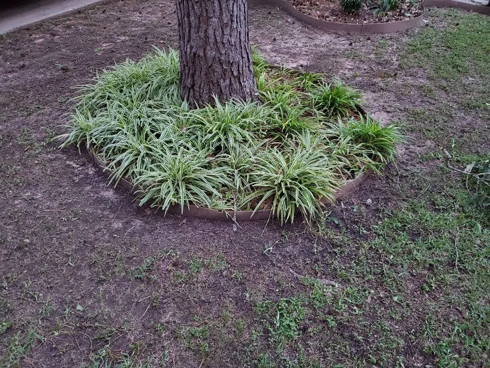 Reliable yard cleanup service in Spring, TX by Jon's Lawn Miracles