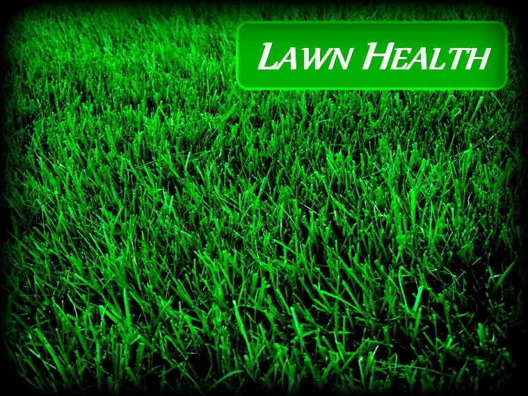 Local yard cleanup service in Annapolis, MD by Jon's Lawns of Annapolis