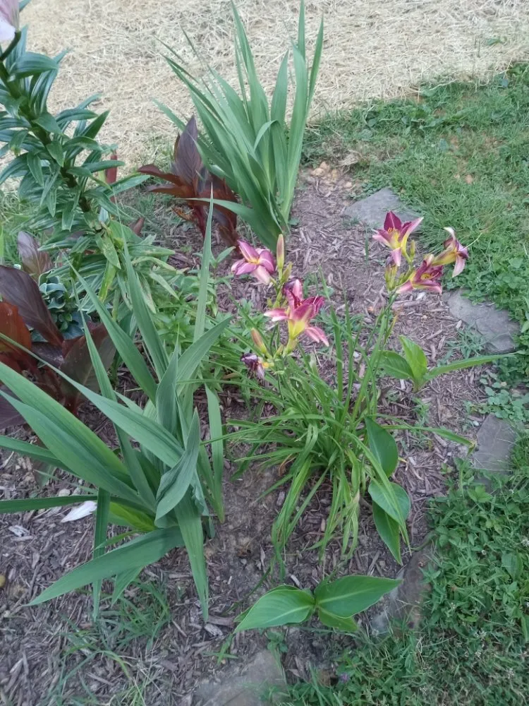 Affordable yard cleanup service near you across Wytheville, VA - Jon's Lawns