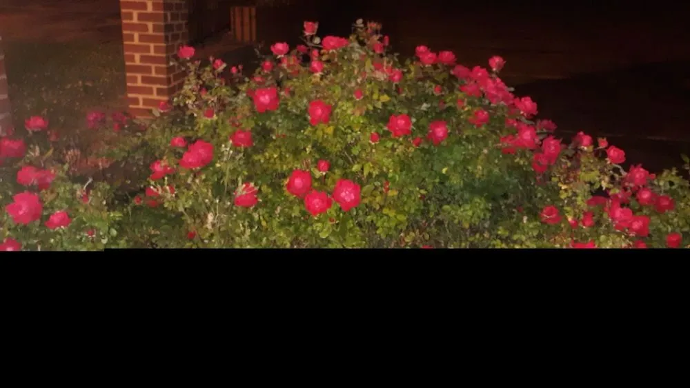 Local landscape installation for homes in Wytheville, VA by Jon's Lawns