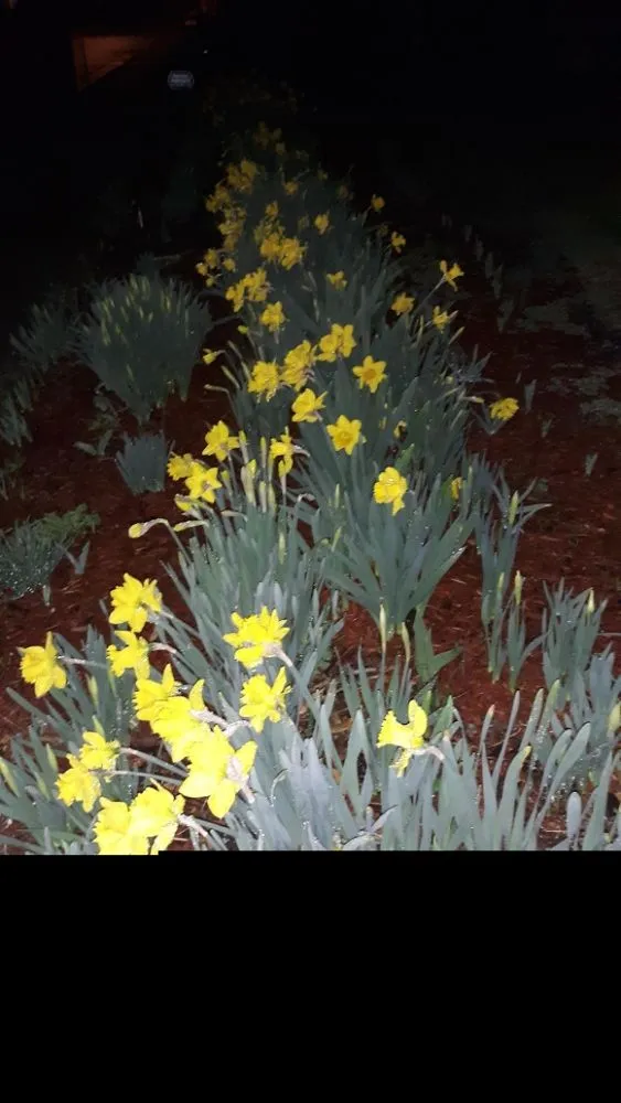 Custom yard maintenance in Wytheville, VA by Jon's Lawns