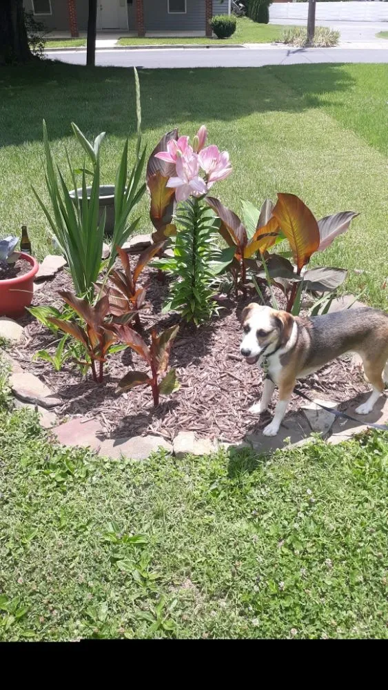 Top-rated landscaping services in Wytheville, VA - Jon's Lawns