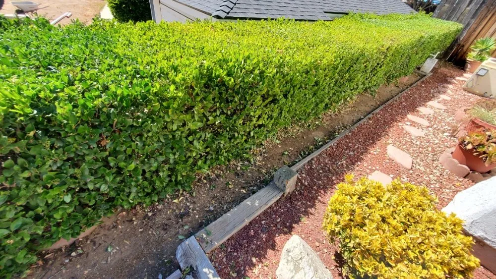 Professional lawn care service near you in Port Hueneme, CA by Jon's Quality Services