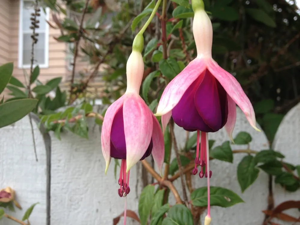 Custom residential landscaping for beautiful yards in Port Hueneme, CA by Jon's Quality Services