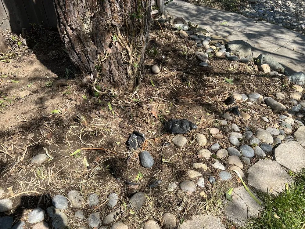 Professional garden landscaping experts serving San Jose, CA - Jon's Yard Clean Up Service & More