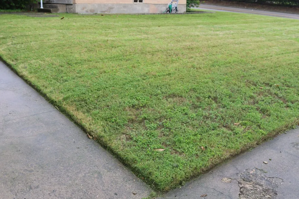 Reliable yard cleanup service in Frisco, TX by Joppa Landscaping