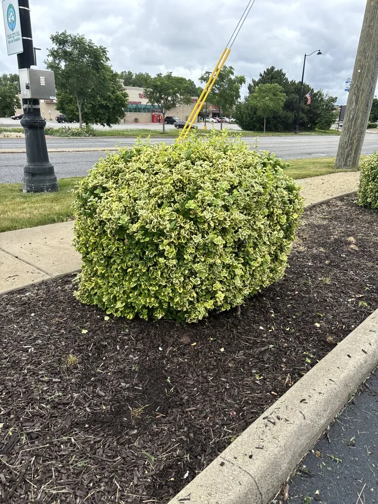 Reliable yard cleanup service experts serving Chicago, IL - Jordan Lawn Care & Snow Removal