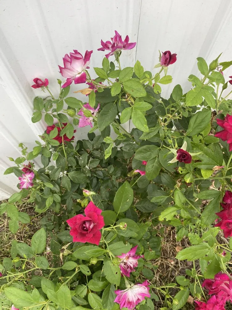 Professional yard cleanup service for year-round maintenance across North Little Rock, AR - Jordans Lawn Care & Handyman Services