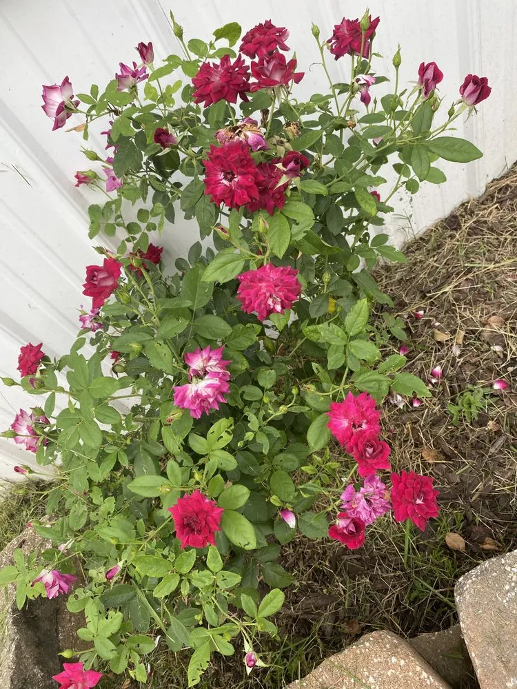 Expert landscape design for year-round maintenance in North Little Rock, AR by Jordans Lawn Care