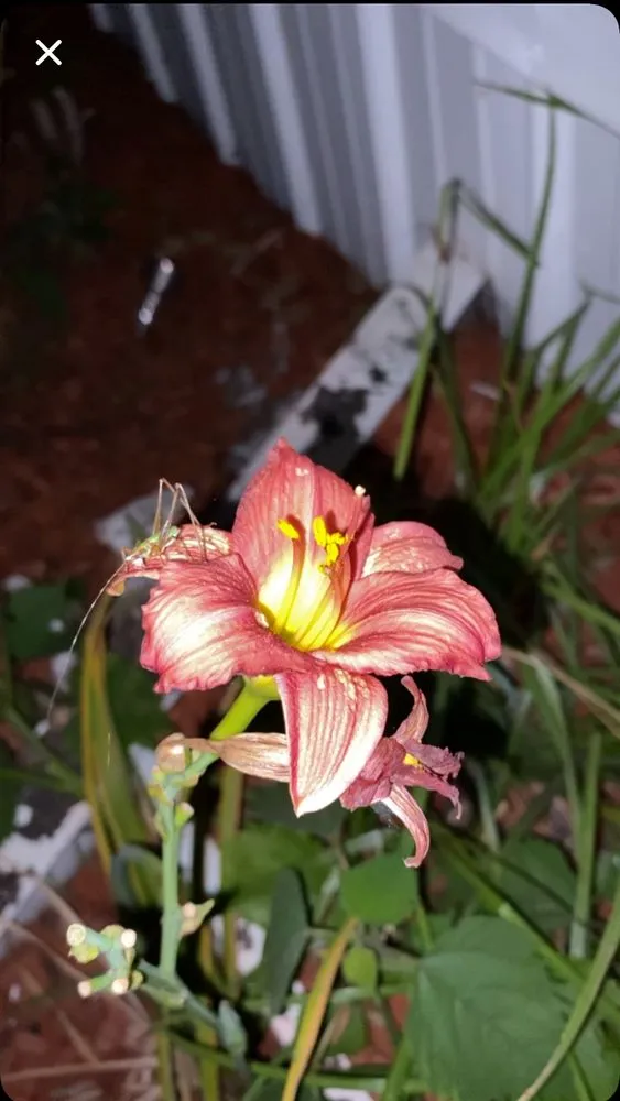 Local lawn mowing service in North Little Rock, AR - Jordans Lawn Care