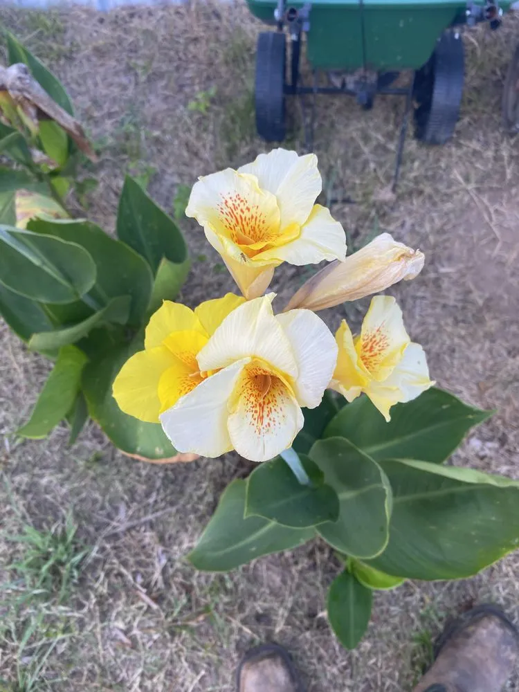 Custom landscaping services in North Little Rock, AR - Jordans Lawn Care