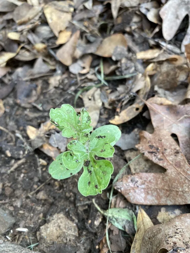 Trusted landscaping services experts serving North Little Rock, AR - Jordans Lawn Care