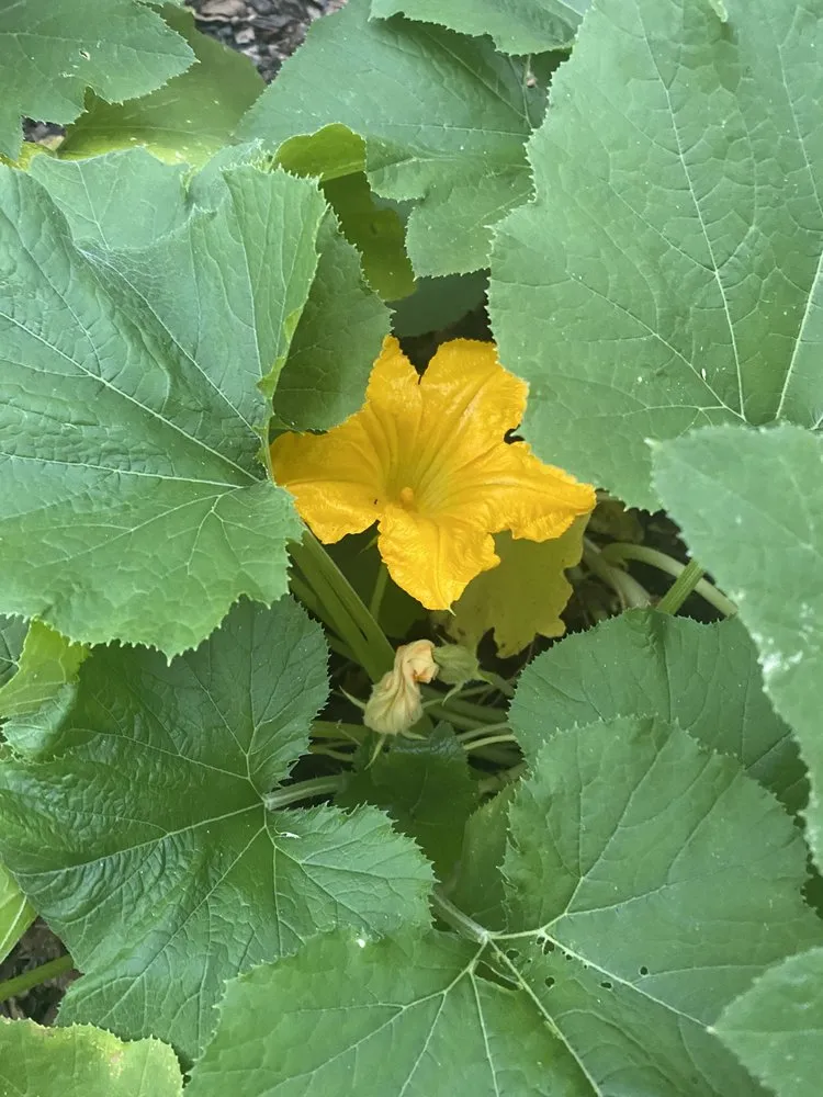 Reliable landscaping services near you across North Little Rock, AR - Jordans Lawn Care