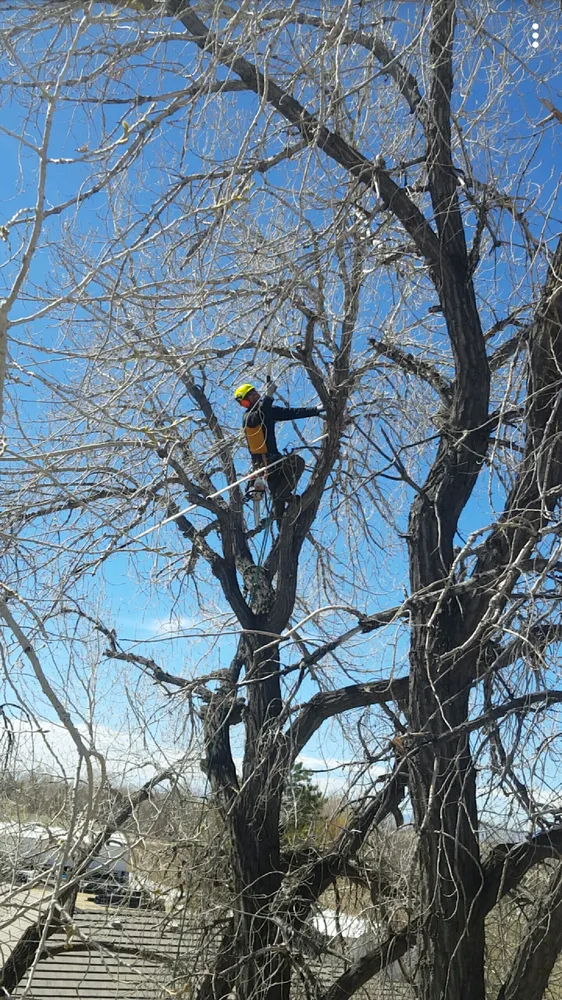 Trusted yard maintenance experts serving Fort Collins, CO - Jordan's Tree Moving & Maintenance