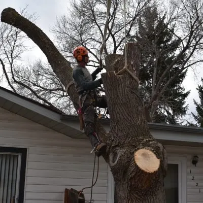 Trusted yard maintenance experts serving Fort Collins, CO - Jordan's Tree Moving & Maintenance