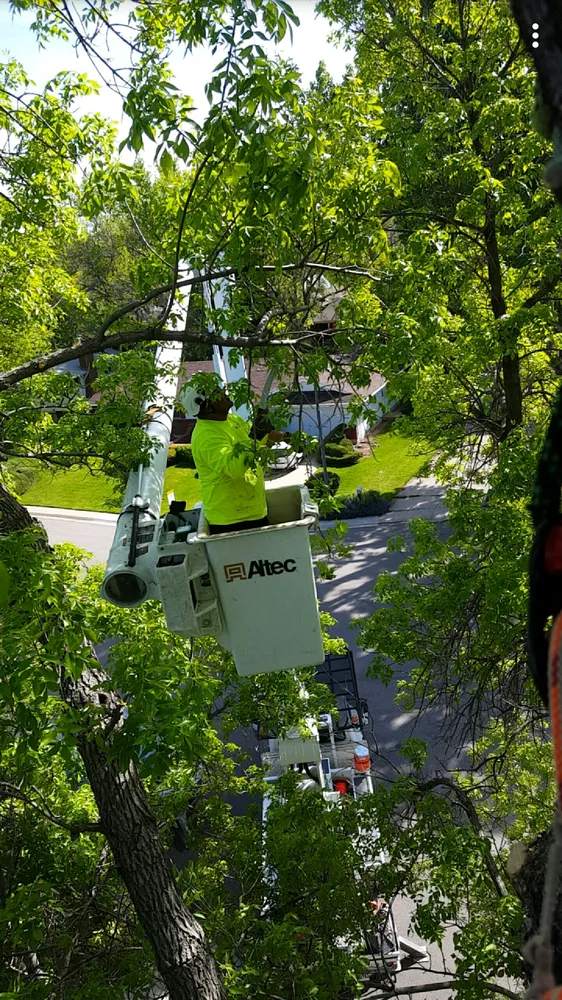 Top-rated residential landscaping for beautiful yards across Fort Collins, CO - Jordan's Tree Moving & Maintenance