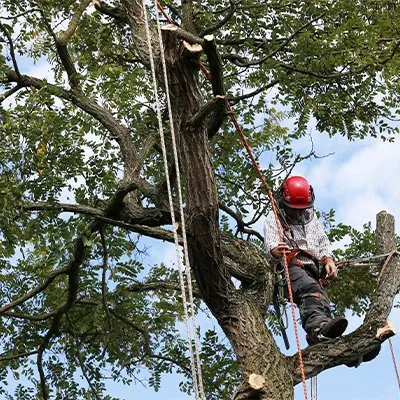 Expert lawn care service experts serving Capitol Heights, MD - Jordy Landscaping