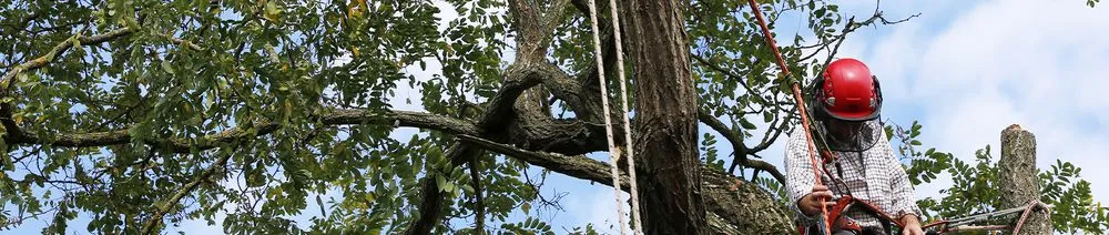 Trusted landscape installation in Capitol Heights, MD - Jordy Landscaping