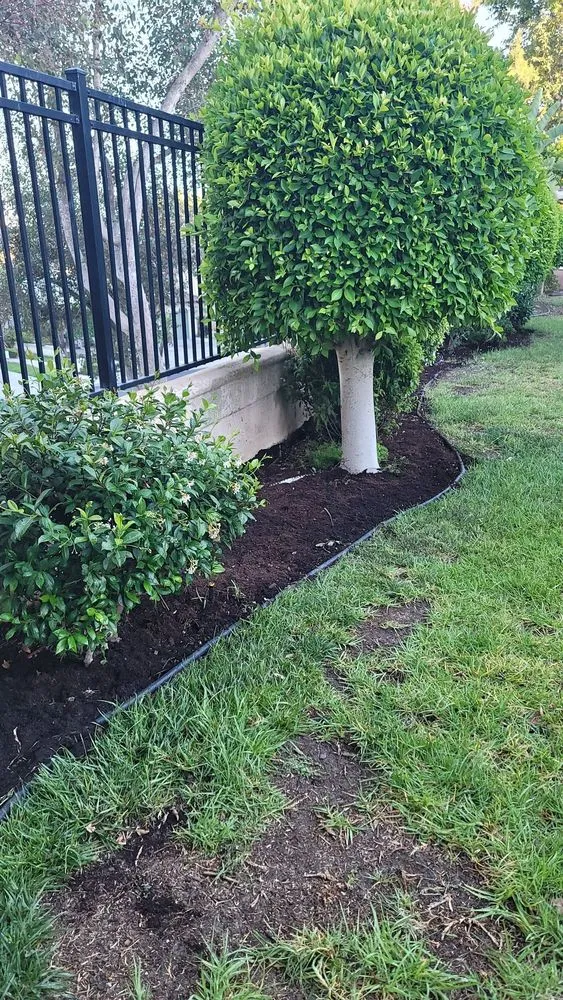 Top-rated residential landscaping experts serving Tustin, CA - Jorge Duarte Landscaping