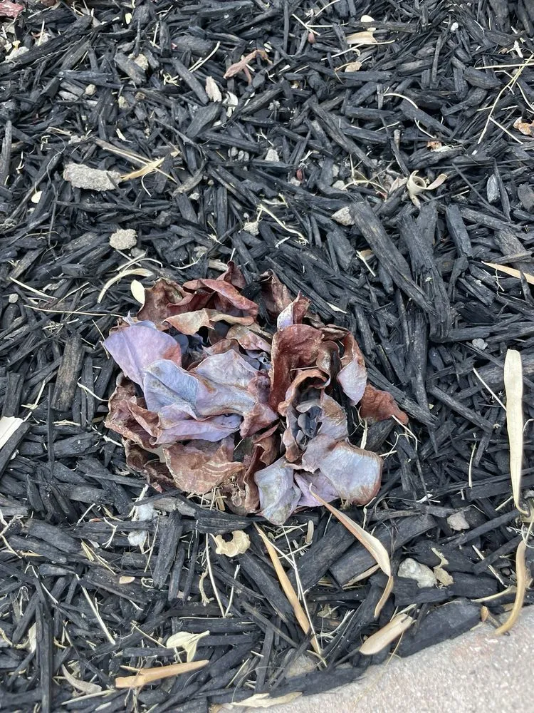 Professional lawn care service in Tustin, CA - Jorge Duarte Landscaping