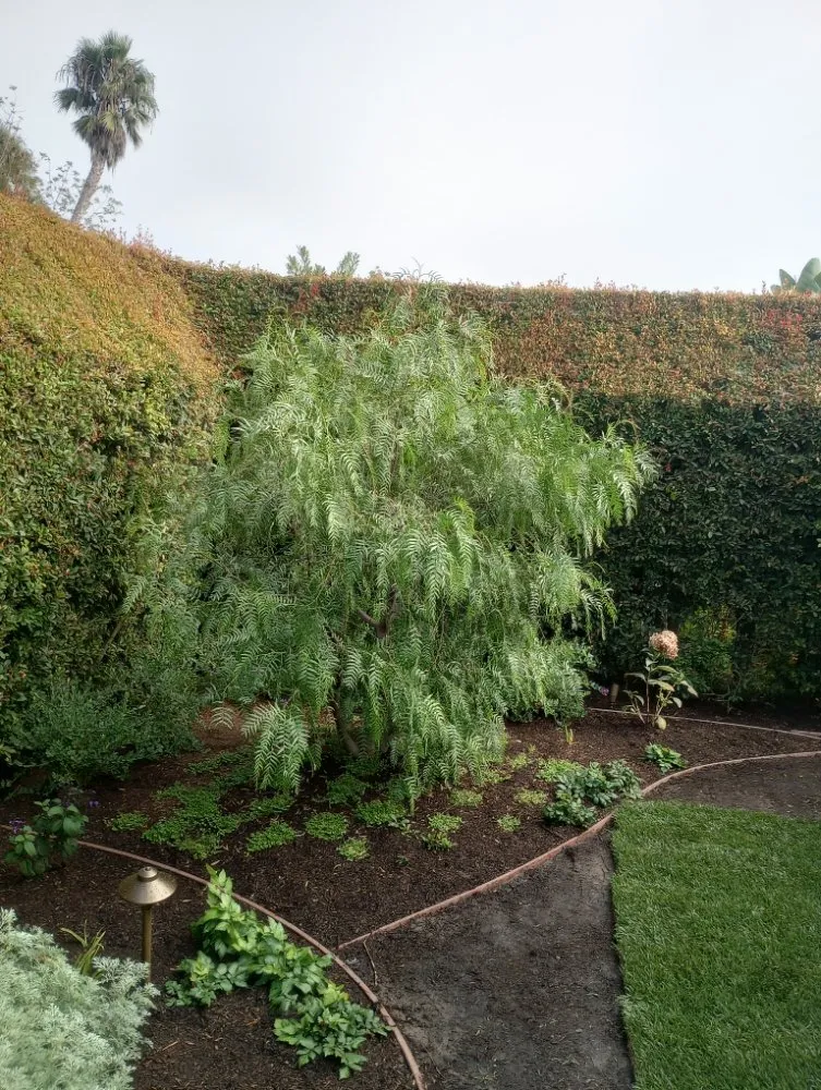 Professional landscaping services for residential properties across Tustin, CA - Jorge Duarte Landscaping