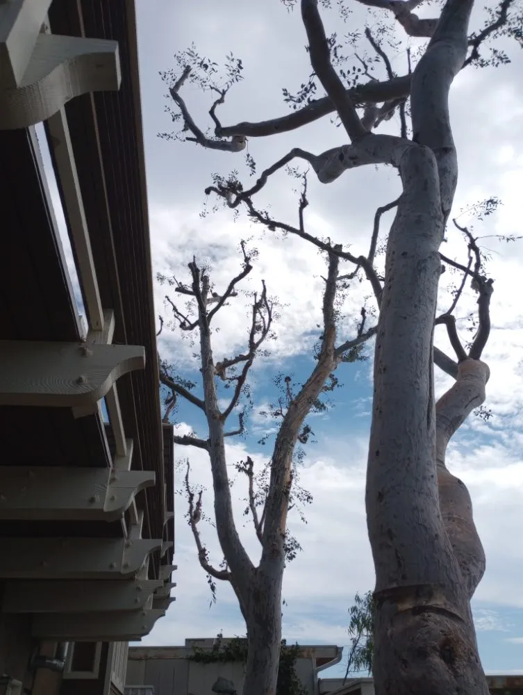 Expert outdoor landscaping for beautiful yards in Tustin, CA by Jorge Duarte Landscaping