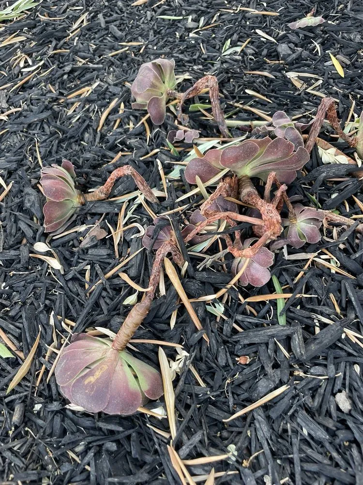 Top-rated yard maintenance in Tustin, CA - Jorge Duarte Landscaping