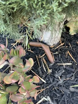 Jorge Duarte Landscaping