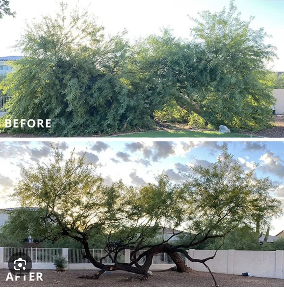 Professional yard cleanup service with custom design across Tucson, AZ - Jorge Landscaping & Hauling Services