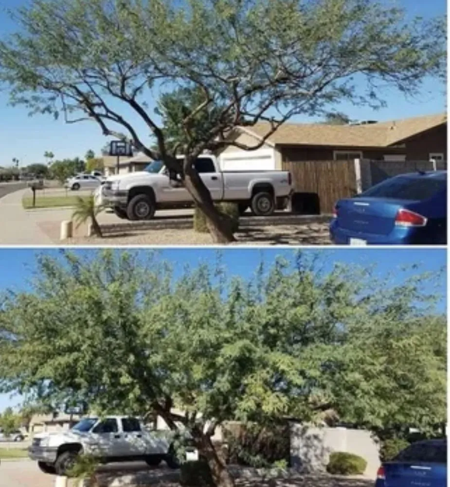 Affordable lawn care service for homes across Tucson, AZ - Jorge Landscaping & Hauling Services